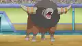 Bouffalant's afro error
