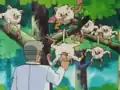 Primeape's size
