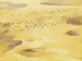 Footprints of Hippopotas in Mass Hip-Po-Sis!