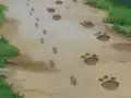 Footprints of Togepi and Houndoom in Houndoom's Special Delivery