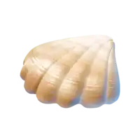 Tropical Shell