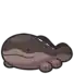 Clodsire