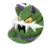 Tornadus
