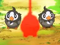 Paul's Starly