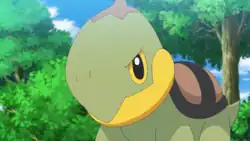 Shell Sage's Turtwig