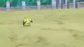 Pichu's ears error