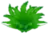 Grass