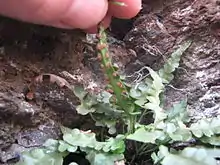 Holding up an A.&nbsp;pinnatifidum leaf to show short, linear sori below