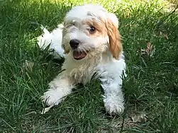 Image 57Cavapoo puppy (from Puppy)