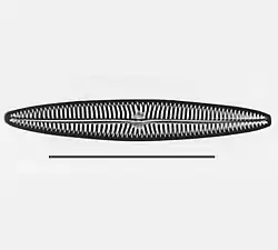 Navicula tripunctatatype species&nbsp;&nbsp;&nbsp;&nbsp;&nbsp;&nbsp;scale= 50&nbsp;µm