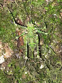 Late instar female