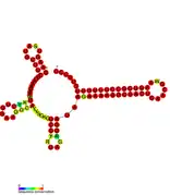 STnc250 Hfq binding RNA: Predicted secondary structure taken from the Rfam database. Family RF01409.