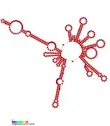 RsaC: Secondary structure of RsaC. Rfam family RF01818