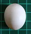 Egg of a senegal parrot, a bird that nests in tree holes, on a 1&nbsp;cm (0.39&nbsp;in) grid