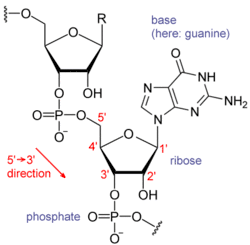 Chemical diagram of a part of RNA. Ribose sugars are connected by phosphate groups. One base is shown.