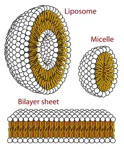 Cross section view of the structures that can be formed by phospholipids. They can form a micelle and are vital in forming cell membranes