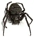Macro image created with CombineZM. All parts of the spider are in focus.