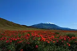 Field of anemones near Jolfa