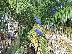Hyacinth macaws