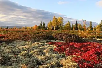 Arctic tundra in vivid fall colors near lake Lovozero