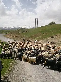 Nomads herd sheep and goats near Bazoft in Kuhrang County