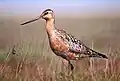 Bar-tailed godwit
