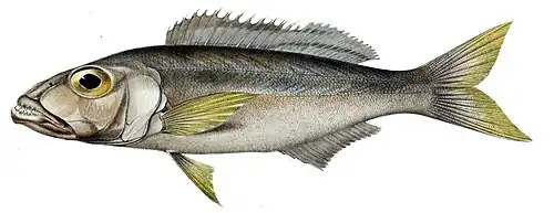 Bathybatini (E): Bathybates ferox is benthic and piscivorous, but the genus also includes pelagic species.[36] The tribe is sometimes split in three, others being Hemibatini and Trematocarini[45][46]