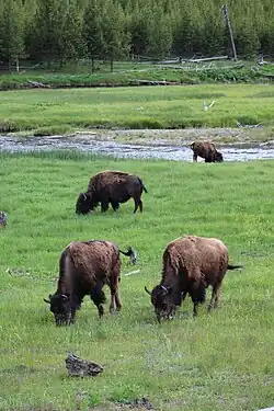 Buffalo grazing at Yellowstone.