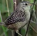 Sedge wren