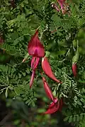 Kaka beak leaves and flowers