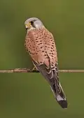 Kestrel.