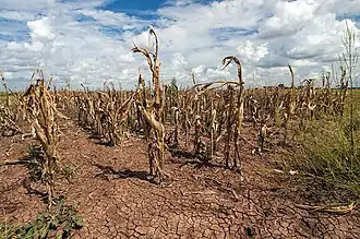 Agricultural changes. Droughts, rising temperatures, and extreme weather negatively impact agriculture. Shown: Texas, US (2013).[270]