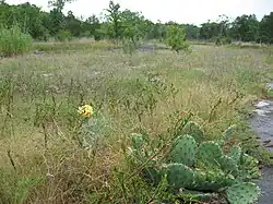 Limestone glade in the Inner Nashville Basin, Tennessee