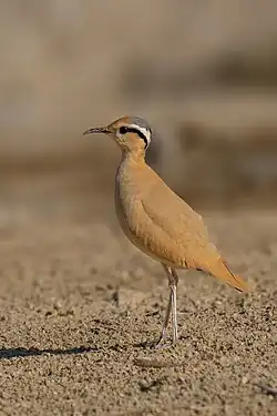 A cream-colored courser camouflaging in a desert.