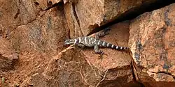 Crevice spiny lizard (Sceloporus poinsettii), Mason County, Texas, US (9 May 2014)