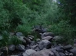 Riparian forest along upper Oak Creek Canyon