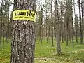 Border zone marked on a tree on the Finland–Russia border: no entry.