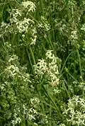 White bedstraw.