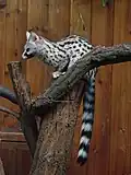 Common genet