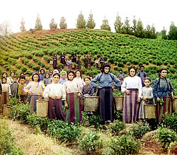 Tea harvest workers, near Batumi, ca. 1909-1915[14]