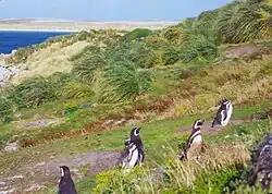 Five penguins walking up a grassy slope against the wind