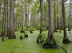 Cache River State Natural Area