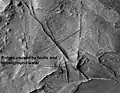 Huo Hsing Vallis Ridges, as seen by HiRISE. Ridges may be caused by water moving along faults.