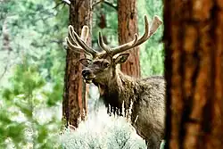 The Magdalena Mountains are home to elk.