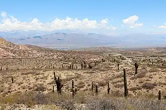 Los Cardones National Park