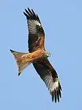Red kite.