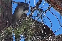 A mountain lion in the Cibola National Forest.