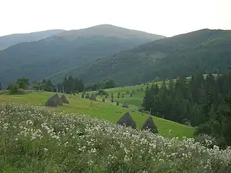 Mountain hay meadows with haystacks