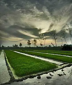 Paddy fields in Mahmmoud Abad. parallel fields of grass in a long line