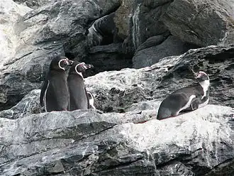 Humboldt penguins in the reserve